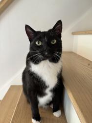 Reunited Male Cat last seen Tulane and heights Ave, Lansing, MI 48912