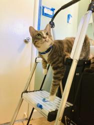 Reunited Male Cat last seen Winston and Maureen st, Pleasant Hill, CA 94523