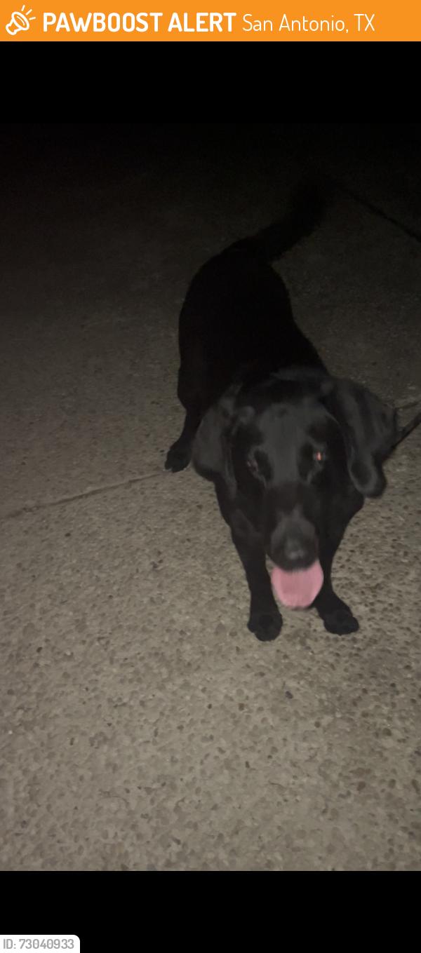 Found/Stray Unknown Dog last seen Quail run, San Antonio, TX 78239