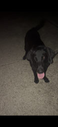 Found/Stray Unknown Dog last seen Quail run, San Antonio, TX 78239