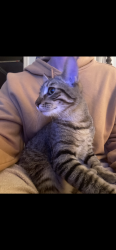 Lost Male Cat last seen Lazarus Brewery Airport Blvd, Austin, TX 78751