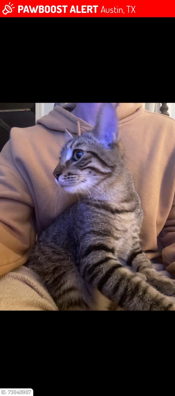 Lost Male Cat last seen Lazarus Brewery Airport Blvd, Austin, TX 78751