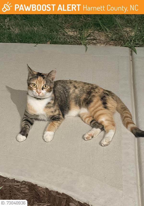 Found/Stray Unknown Cat last seen Golden leaf Farms Road, harvester Road , Angier, Harnett County, NC 27501