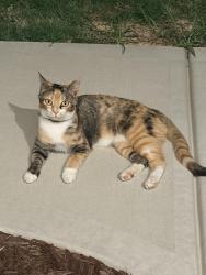 Found/Stray Unknown Cat last seen Golden leaf Farms Road, harvester Road , Angier, Harnett County, NC 27501