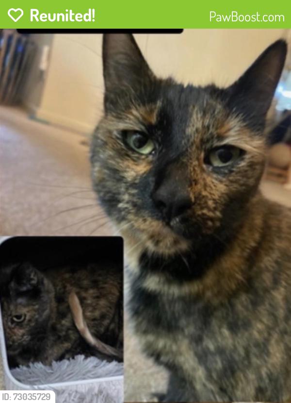 Reunited Female Cat last seen Blossom hill rd / Colman , San Jose, CA 95123