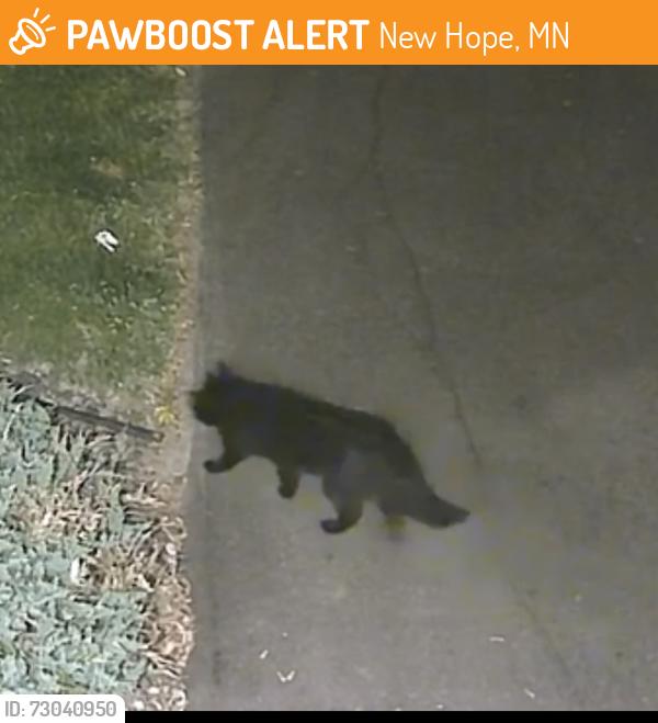 Found/Stray Unknown Cat last seen Near Bass Lake Rd. And winnetka ave, New Hope, MN 55428