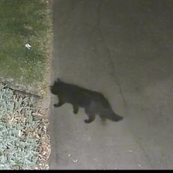 Found/Stray Unknown Cat last seen Near Bass Lake Rd. And winnetka ave, New Hope, MN 55428