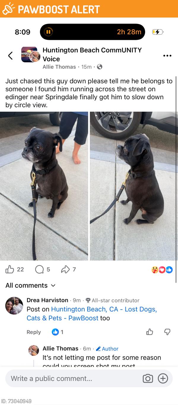 Found/Stray Unknown Dog last seen Circle view , Huntington Beach, CA 92647