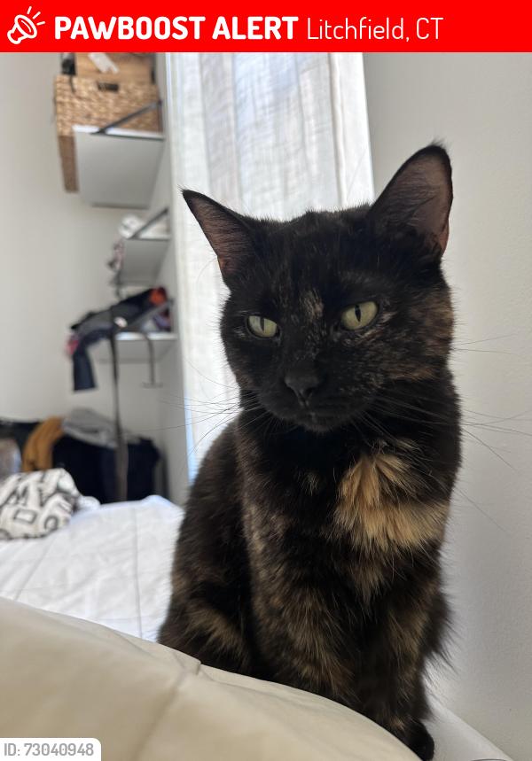 Lost Female Cat last seen Near Litwin Rd, Litchfield, CT, Litchfield, CT 06759