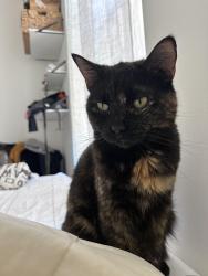 Lost Female Cat last seen Near Litwin Rd, Litchfield, CT, Litchfield, CT 06759