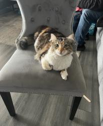 Lost Female Cat last seen Golden Rain St & Magnolia Ave, Upland, CA 91786