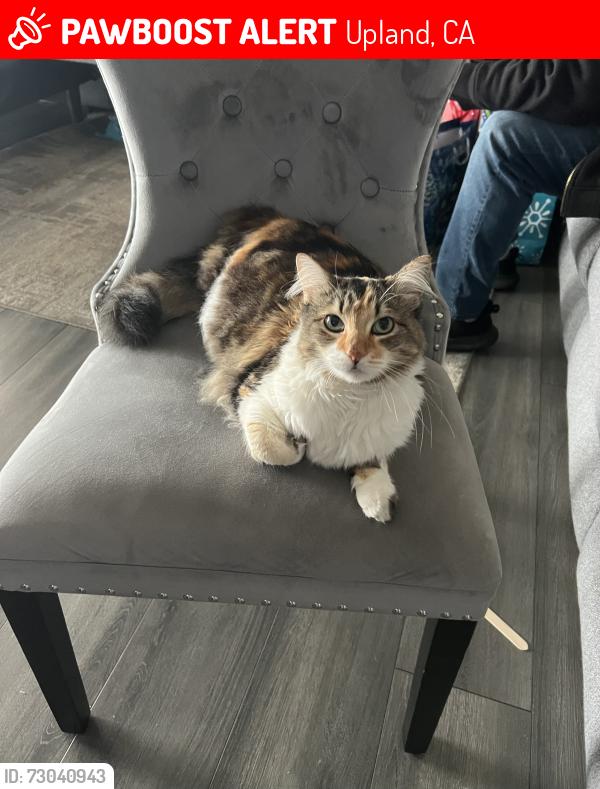 Lost Female Cat last seen Golden Rain St & Magnolia Ave, Upland, CA 91786