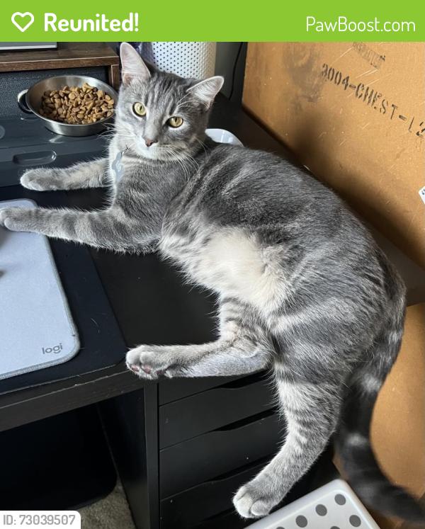Reunited Male Cat last seen Pool area in Montgomery meadows on Travis court and Travis lanee, Gaithersburg, MD 20879