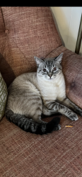 Reunited Male Cat last seen Glen Eden and Ridge Roaf, Raleigh, NC 27612
