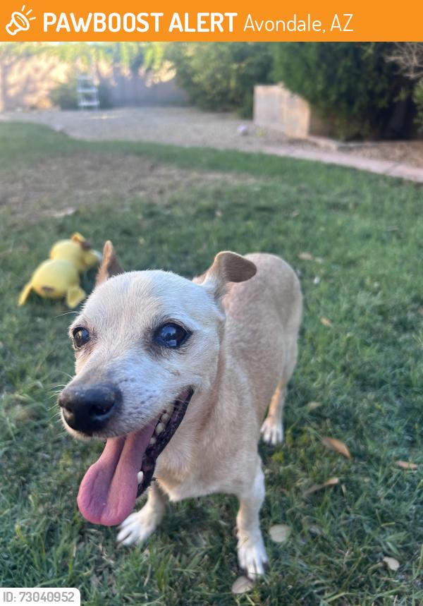 Found/Stray Male Dog last seen The Fountains at Garden Lakes, Avondale, AZ 85392