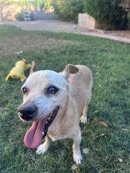 Found/Stray Male Dog last seen The Fountains at Garden Lakes, Avondale, AZ 85392