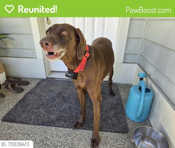 Reunited Female Dog last seen Camp Union Store, Seabeck, WA 98380