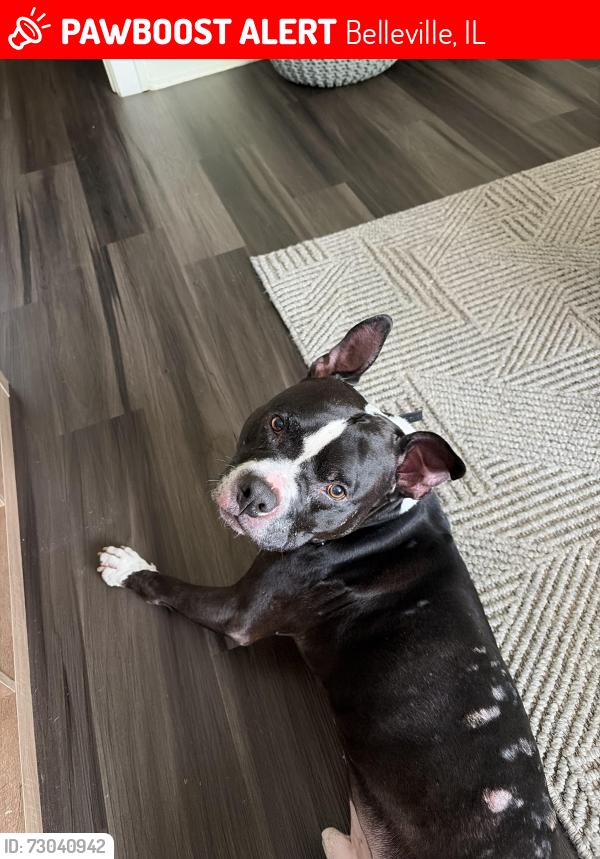 Lost Male Dog last seen S 52nd St near train tracks off of W Main, Belleville, IL 62226