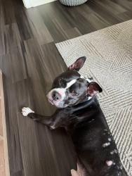 Lost Male Dog last seen S 52nd St near train tracks off of W Main, Belleville, IL 62226