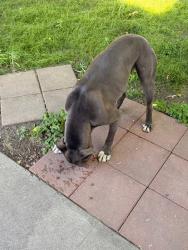Found/Stray Male Dog last seen Fremont and filbert , Stockton, CA 95205