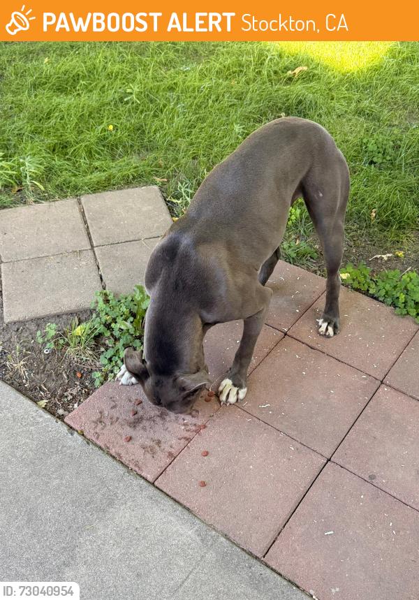 Found/Stray Male Dog last seen Fremont and filbert , Stockton, CA 95205