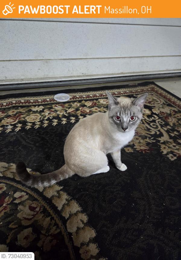 Found/Stray Male Cat last seen Taggart St & Amherst Ave NW, Massillon, OH 44646