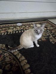 Found/Stray Male Cat last seen Taggart St & Amherst Ave NW, Massillon, OH 44646