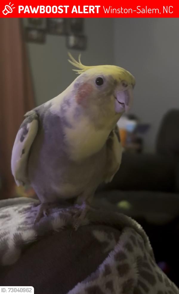 Lost Unknown Bird last seen Sheetz, Winston-Salem, NC 27107