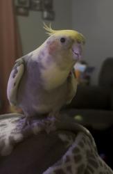Lost Unknown Bird last seen Sheetz, Winston-Salem, NC 27107