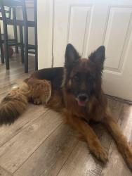 Reunited Male Dog last seen Grand and rose , Escondido, CA 92027