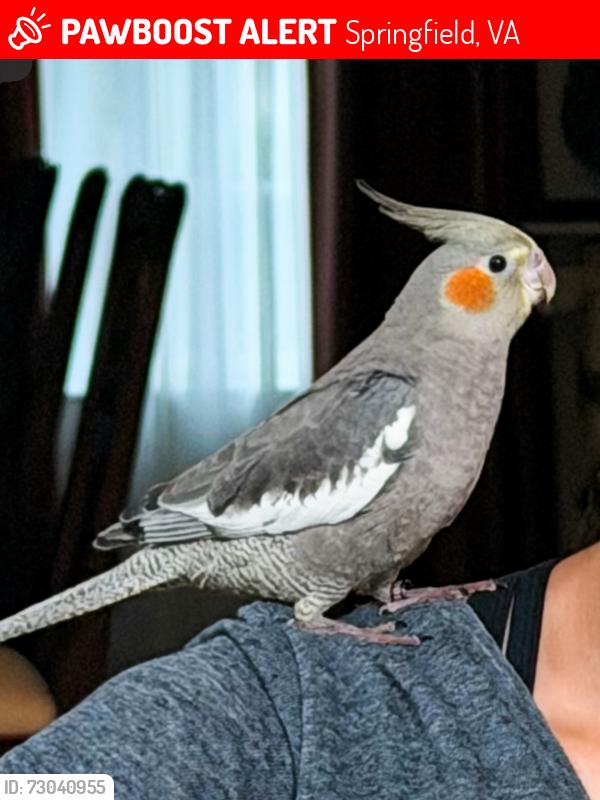 Lost Male Bird last seen Between Deepford St and Thomas Dr , Springfield, VA 22150