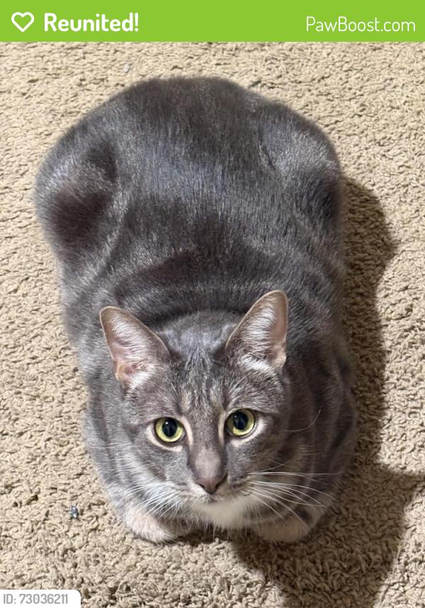 Reunited Male Cat last seen Wathen and Lorena, Sanger, CA 93657