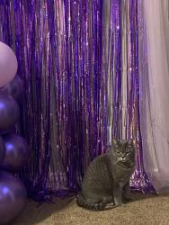 Lost Female Cat last seen Thomas mill drive Nampa ID, Nampa, ID 83686