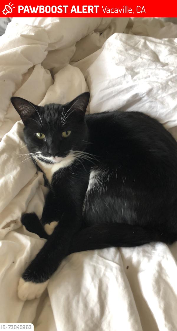 Lost Male Cat last seen Coyote Hills and crystal springs , Vacaville, CA 95688