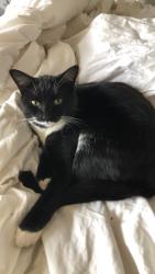 Lost Male Cat last seen Coyote Hills and crystal springs , Vacaville, CA 95688