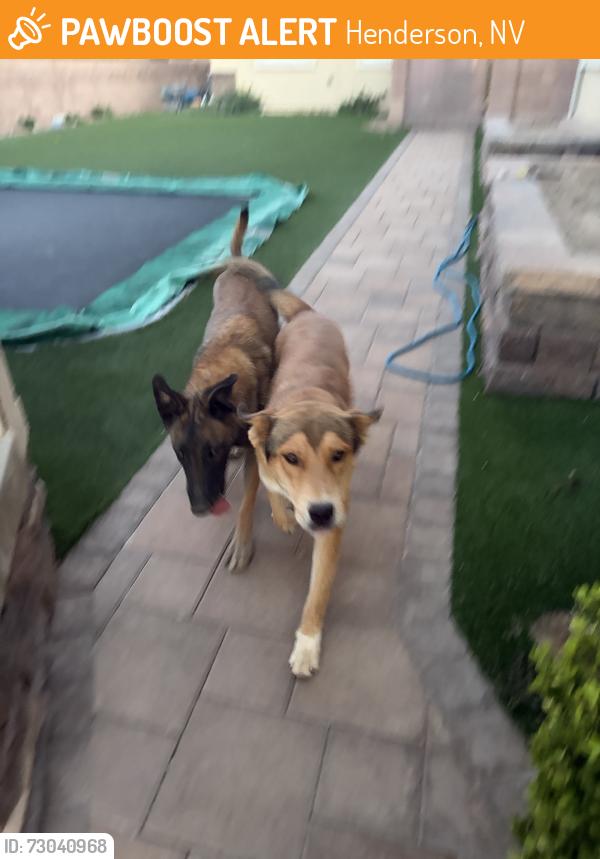 Found/Stray Female Dog last seen Twinspur Court, Henderson, NV 89002