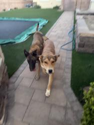 Found/Stray Female Dog last seen Twinspur Court, Henderson, NV 89002
