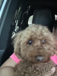 Reunited Male Dog last seen 8th Avenue , Brooklyn, NY 11220
