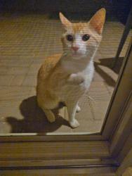 Found/Stray Male Cat last seen Yuma & Watson in Buckeye, AZ, Buckeye, AZ 85326
