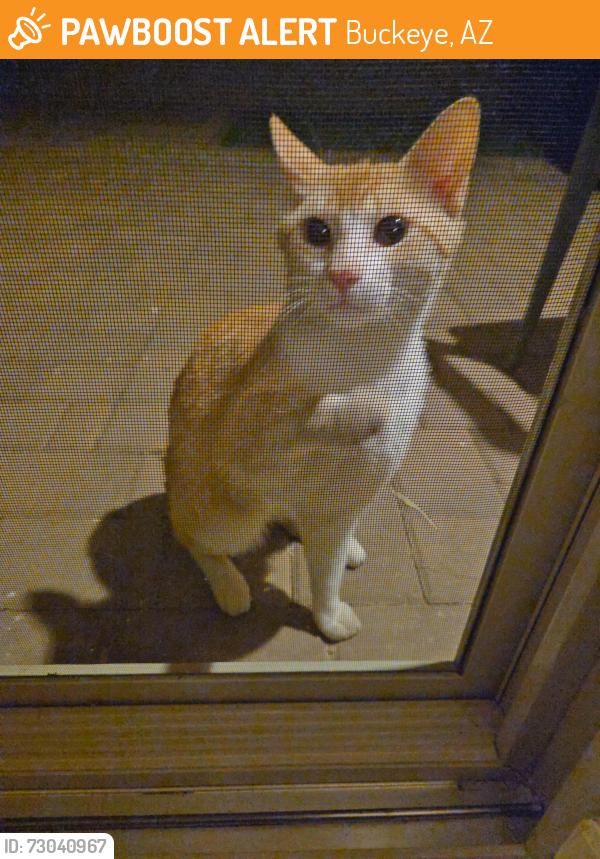 Found/Stray Male Cat last seen Yuma & Watson in Buckeye, AZ, Buckeye, AZ 85326
