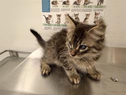 Shelter Stray Male Cat last seen , 4275 Elton St, Baldwin Park, CA 91706, USA
