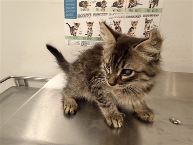 Shelter Stray Male Cat last seen , 4275 Elton St, Baldwin Park, CA 91706, USA
