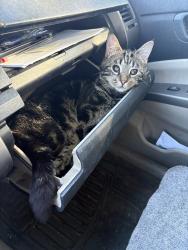 Lost Male Cat last seen Autozone, Florence, SC 29501