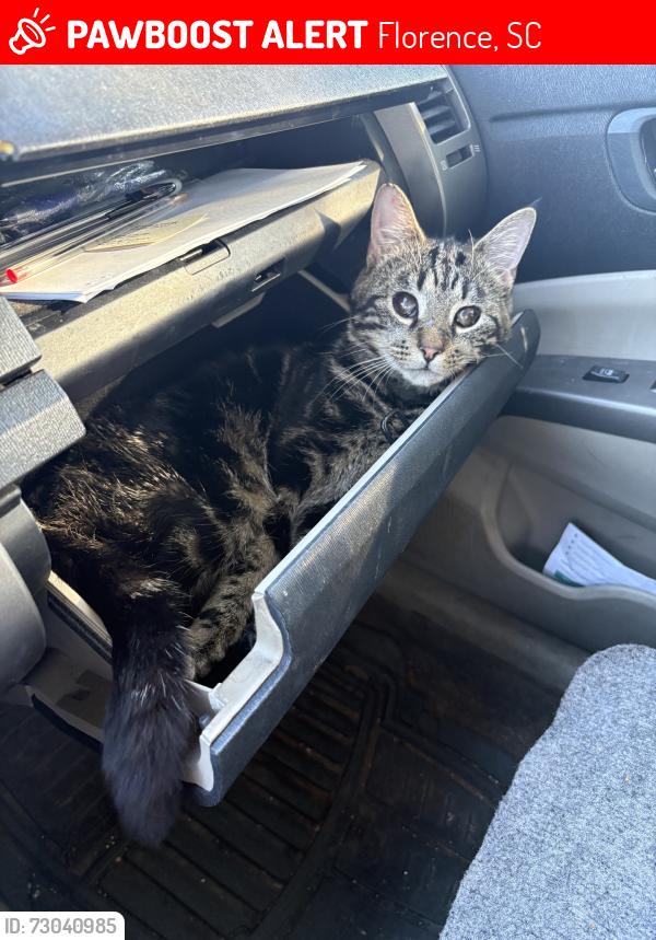 Lost Male Cat last seen Autozone, Florence, SC 29501