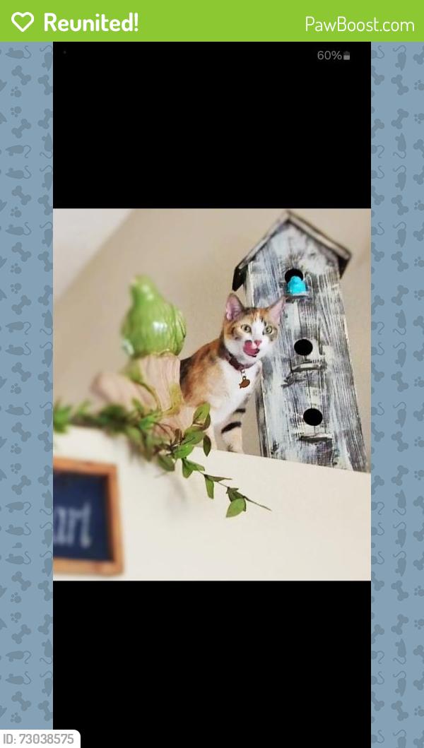 Reunited Female Cat last seen Lima and 17th st, Aurora, CO 80010
