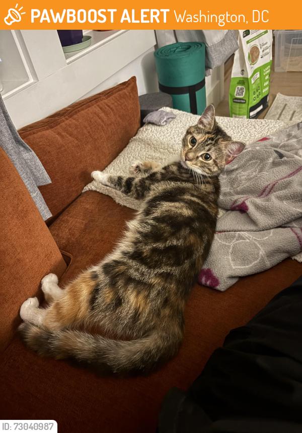 Found/Stray Female Cat last seen McDonald’s on K St SE, Washington, DC 20003