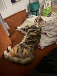 Found/Stray Female Cat last seen McDonald’s on K St SE, Washington, DC 20003