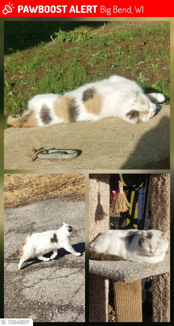 Lost Female Cat last seen Henneberry Ave between Crowbar Drive and Big Bend Dr./Hwy 164, Big Bend, WI 53103