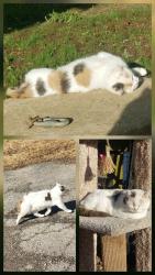 Lost Female Cat last seen Henneberry Ave between Crowbar Drive and Big Bend Dr./Hwy 164, Big Bend, WI 53103
