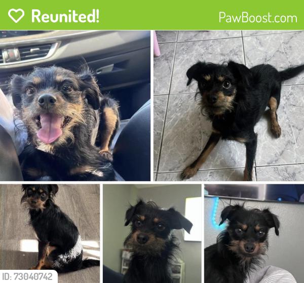 Reunited Male Dog last seen gage and miles , Huntington Park, CA 90255
